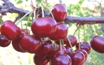 Sinais varietais de cerejeira híbrida e cereja Miracle Cherry