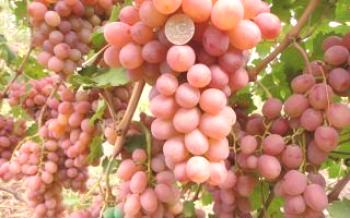 Рута - хибриден сорт грозде