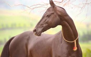 Regras de manutenção de cavalos da raça Akhal-Teke