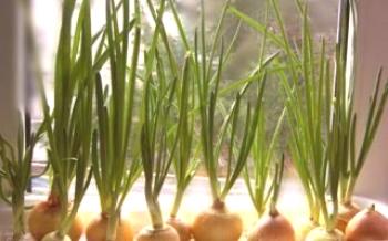 Regras para cultivar cebolas verdes em casa
