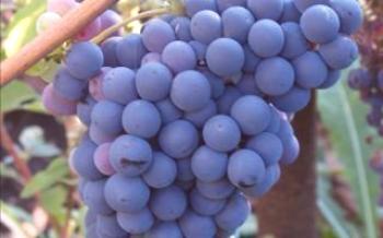 Tudo que você precisa saber sobre a única uva passa