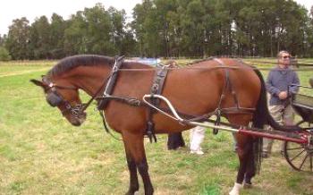 Kako upregnuti konja

konji