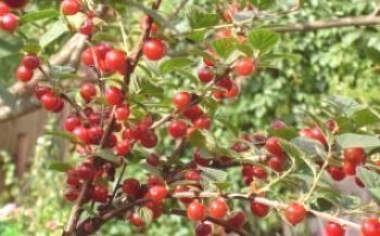 Odrody plstených čerešní Cherry