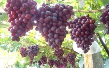 Характеристики на гроздето Nisin