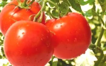Pestovanie paradajok Sanka

paradajka