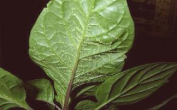 Choroby sadeníc korenia: listy v pupienkoch