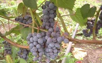 Taiga é uma uva para as regiões do norte