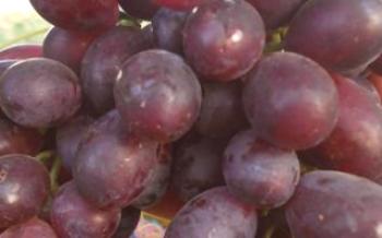 Hybrid Crimson Grapes