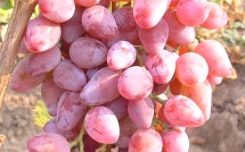 Бяло розово грозде