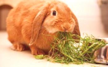 Správna výživa okrasných králikov Králiky
