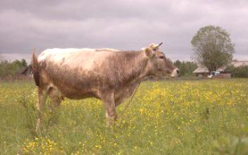 Descrição da vaca da raça da vaca de Kostroma