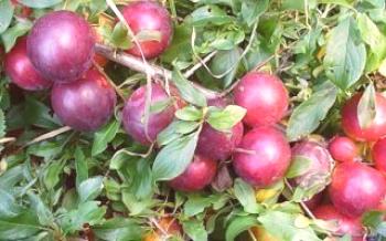 Características varietais de ameixa de cereja grande-frutado Geral Ameixa