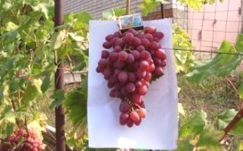 Излъчващо грозде - стафиди
