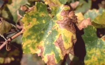 Както се вижда от кафяви петна, които се появяват на листата на гроздето