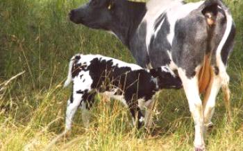 Vitaminas de bezerro para vacas de crescimento rápido