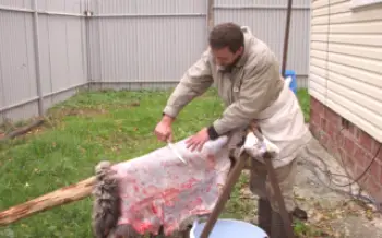 Ako si doma vyrobiť koziu kožu?kozy